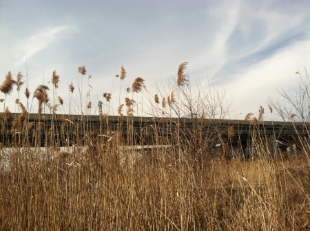 Volunteers will remove phragmites reeds, which will be used in the Randall's Island Living Shoreline project.
