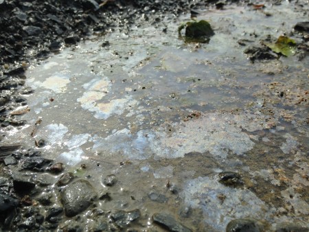 An oily sheen was visible on parts of the seepage. (Photo by Dan Shapley / Riverkeeper)