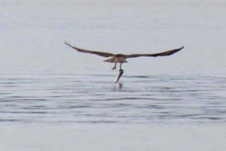 Ospreycatch