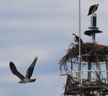 An Osprey flies from his nest atop a light in the Hudson River.