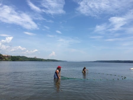 Participants in the Great Hudson River Fish Count drag a seine net at Kingston Point. (Photo by Dan Shapley / Riverkeeper)