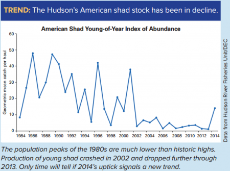 A small uptick in young-of-year shad caught in annual surveys in 2014 is a hopeful sign. (Chart from State of the Hudson 2015, http://www.dec.ny.gov/docs/remediation_hudson_pdf/hresoh15all.pdf)