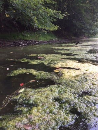Algae on the Esopus Creek near Esopus Creek Road in Saugerties. (Photo courtesy Mary O'Donnell)