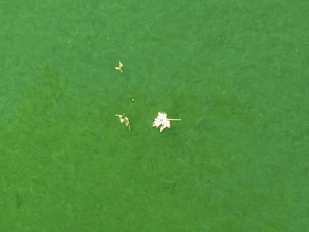 Algae photographed north of New Paltz on the Wallkill River on August 26, 2015 (Photo courtesy Rich Picone)