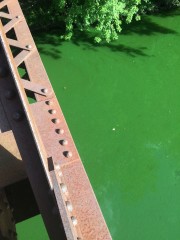 Algal bloom on Wallkill River