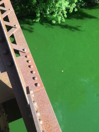 Algae photographed north of New Paltz on the Wallkill River on August 26, 2015 (Photo courtesy Rich Picone)