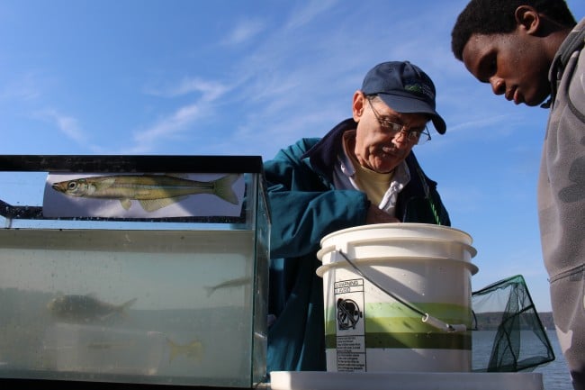Students watch as Ossining High School teacher Artie Carlucci prepares to move freshly sained fish from a bucket into a tank. (Leah Rae, Riverkeeper 2015)