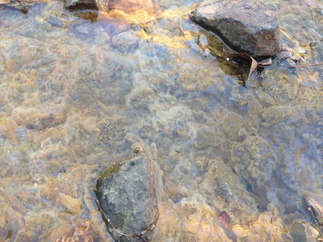 A thick undulating slime, possibly “sewage fungus,” coats rocks in the Sparta Brook, indicating stress from pollution. (Photo by Jen Epstein)