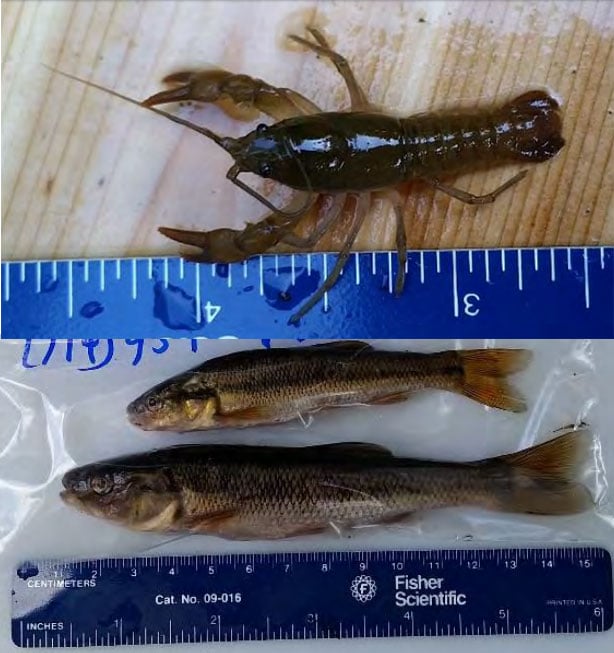 Fish and crayfish caught in the Sparta Brook in the summer of 2015. (Photos by Gareth Hougham)