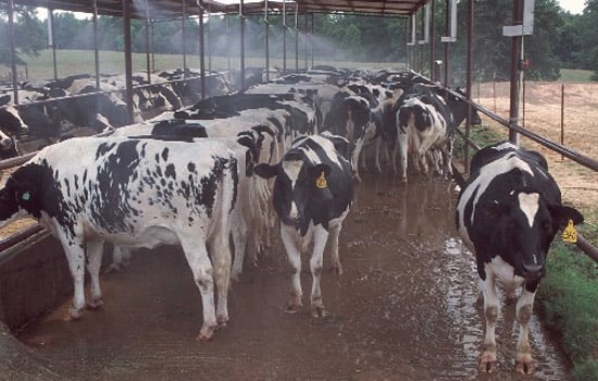 cows-creativeCommons-Flickr-USDepartmentofAgriculture-550