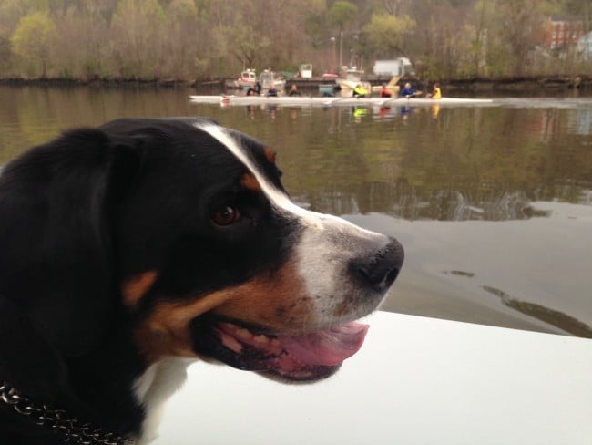 Scout joined us for the morning to provide an extra set of eyes on the water. (Photo by Dan Shapley / Riverkeeper)