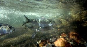 Hudson River Fish Migration: Alewife