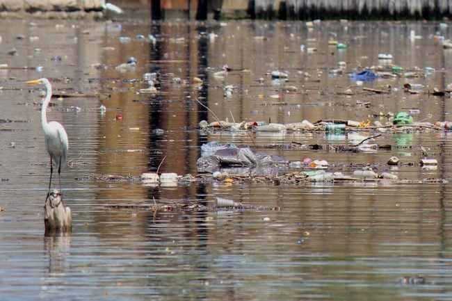 An egret alights amid floating trash contained by a boom in the Bronx River. (Photos: Leah Rae / Riverkeeper)