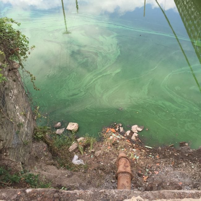 Algae in the Wallkill River at New Paltz on August 26, 2016. (Photo by Jason West / Wallkill River Watershed Alliance)
