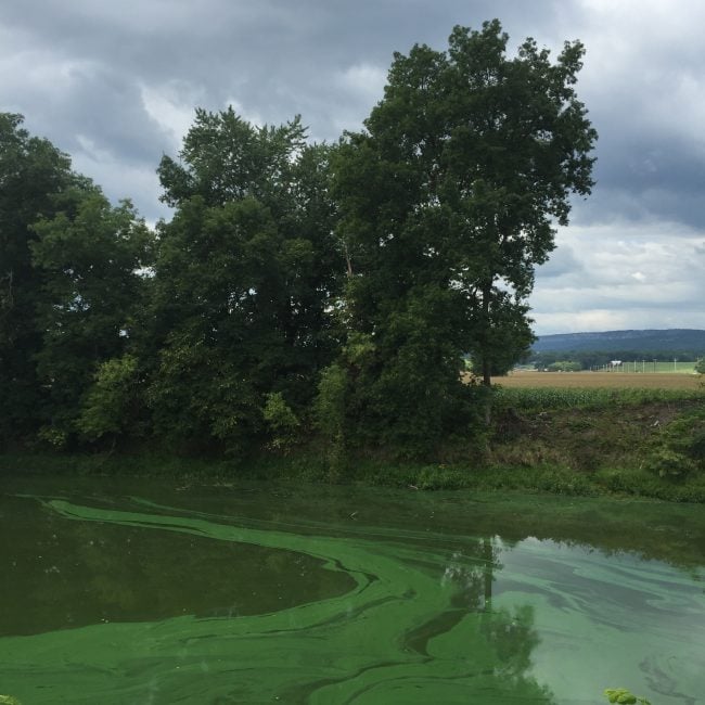 Algae in the Wallkill River at New Paltz on August 26, 2016. (Photo by Jason West / Wallkill River Watershed Alliance)