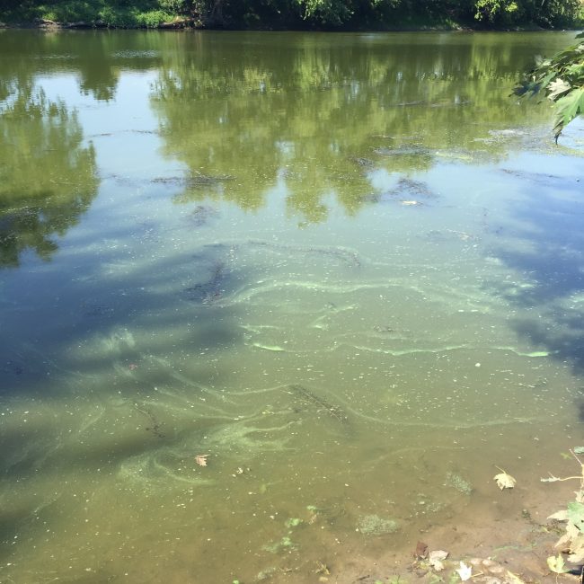 Algae covered the river at the village boat launch at Sojourner Truth Park. If nutrients produce algae or slime that impair recreational use, then state Water Quality Standards have been violated. (Photo by Jason West / Wallkill River Watershed Alliance)