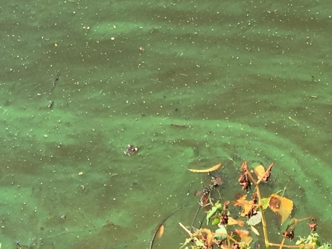 Algae observed August 16, 2016, on the Wallkill River near Rifton. (Photo by Jason West / Wallkill River Watershed Alliance)