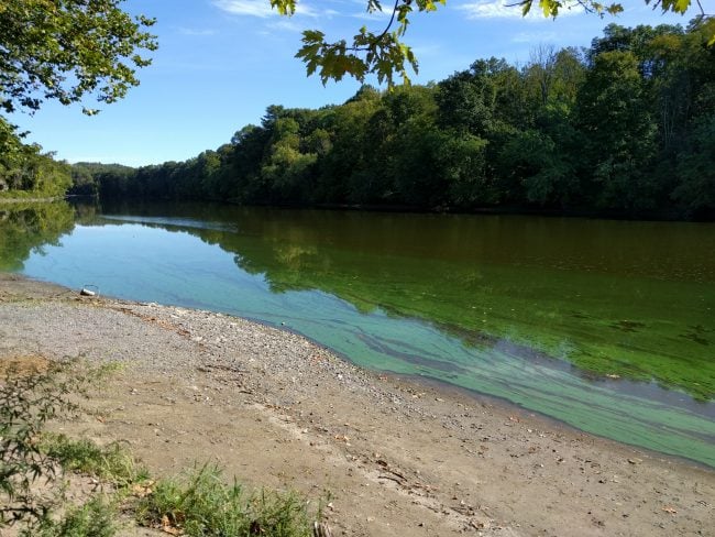 Harmful Algae Bloom, Rondout Creek at the DEC fishing access site on Creek Locks Road in the Town of Ulster, Sept. 26, 2016 (Photo by Jen Epstein / Riverkeeper)