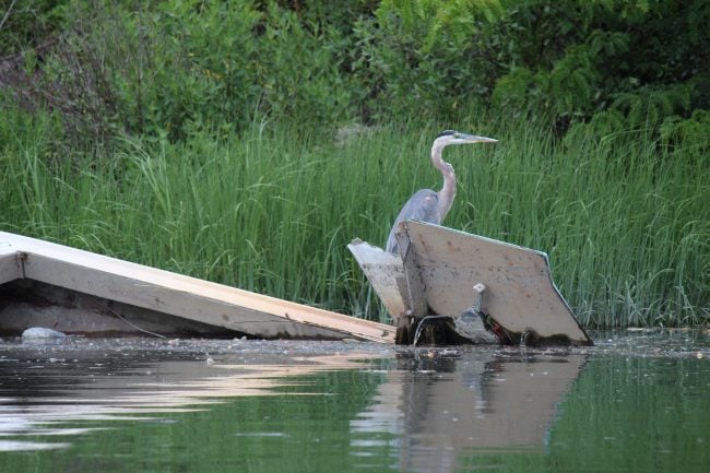 A heron stands on an abandoned boat on the Bronx River. (Photo: Leah Rae / Riverkeeper)