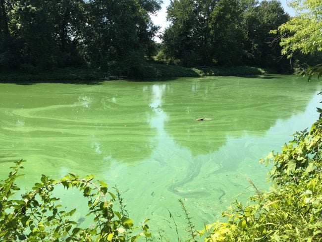 Algae present at the community gardens in New Paltz in 2016 prompted a closure of irrigation lines. (Photo courtesy Emily Vail / NYS DEC Hudson River Estuary Program)