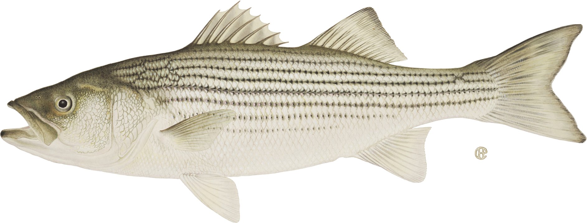 Hudson River striped bass fishing – What you need to know 