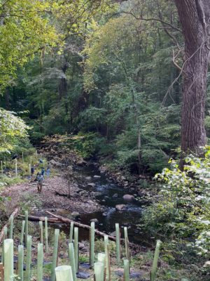 Furnace Brook after dam removal