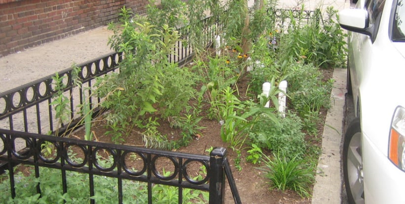 New York City green infrastructure, tree pit