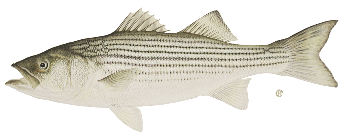 Supporting the striped bass population requires reducing mortality rates  and growing the forage fish base